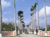Grand Cayman Estate Lined with Palm Trees