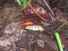 Cahuita - Baby Crab Hides Under Leaf
