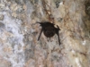 Osa - Bat in Cave