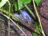 Cahuita - Blue Crab