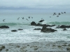 Osa - Flock of Pelicans Takes Flight