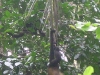 Cahuita - Hanging Howler Monkey 2