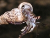 Osa - Hermit Crab Crawls Out of Shell