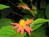 Monteverde Tree Flower