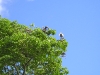 Osa - Pelicans in Tree