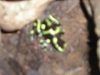 Osa - Poison Arrow Frog (Fuzzy)