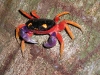 Manuel Antonio - Red Crab