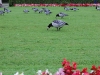 nymphenburg-palace-the-geese-of-the-garden