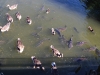 olympianstadtpark-birds-and-fish-swarm