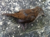 Dead Brown Bird