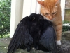 Griffin Hovers over Dead Crow
