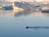 Glacial-Lake-Seal-copy