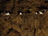 Kirkjufjara-Sea-Birds-on-the-Rocky-Cliff-copy