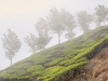 munnar-foggy-trees-on-a-tea-hill