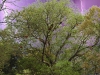 munnar-lightning-behind-jackfruit-tree