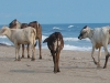 poneloya-beach-cows-on-their-way-to-church