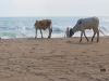 poneloya-beach-vacas-en-la-playa