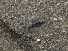 poneloya-beach-well-camouflaged-crab