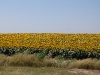 sunflowers-11