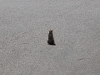custer-state-park-prairie-dog-stands-in-middle-of-road