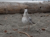 vancouver-gull-on-beach-near-ubc
