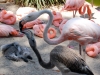 san-diego-zoo-adult-flamingo-feeds-baby-flamingo