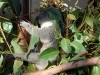san-diego-zoo-koala-hugs-tree